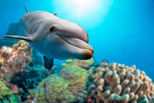 delfinek MI